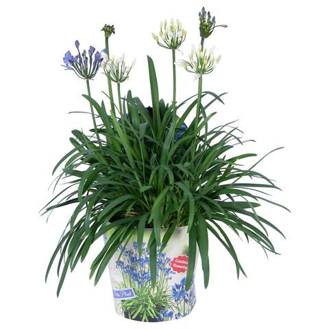 Agapanthus SUMMER LOVE MIX IN POT