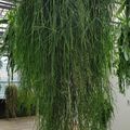 Rhipsalis floccosa