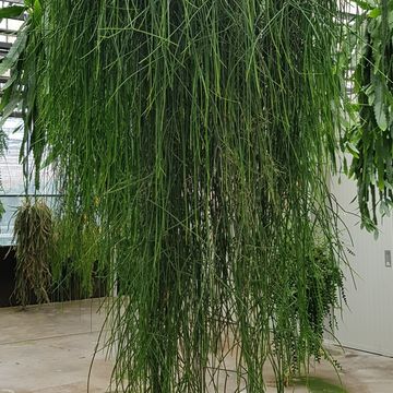Rhipsalis floccosa