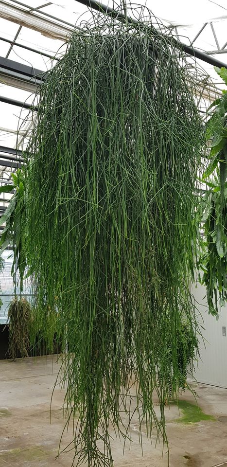 Rhipsalis floccosa