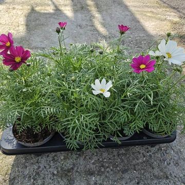 Cosmos bipinnatus MIX
