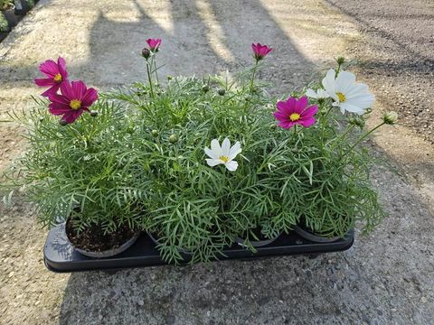 Cosmos bipinnatus MIX