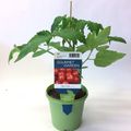 Solanum lycopersicum 'Tiny Tim'