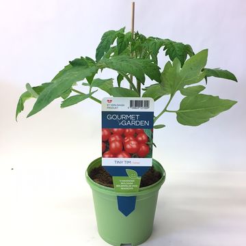 Solanum lycopersicum 'Tiny Tim'