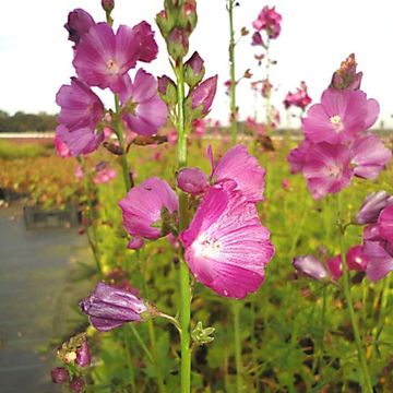 Sidalcea 'Partygirl'