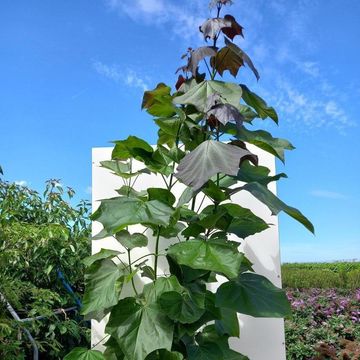 Catalpa x erubescens 'Purpurea'