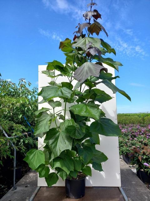 Catalpa x erubescens 'Purpurea'