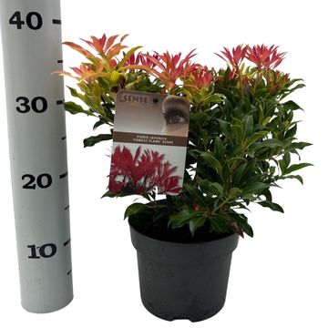 Pieris 'Forest Flame'