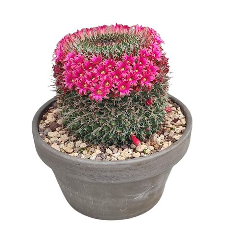 Mammillaria mystax
