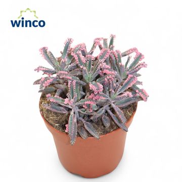 Kalanchoe daigremontiana 'Pink Butterflies'