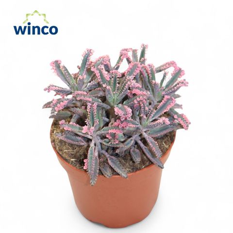 Kalanchoe daigremontiana 'Pink Butterflies'