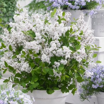 Syringa meyeri FLOWERFESTA WHITE