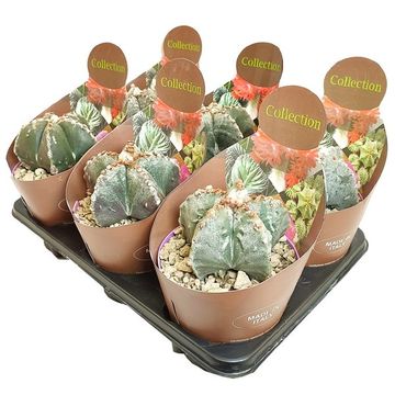 Astrophytum myriostigma 'Fukuryu'