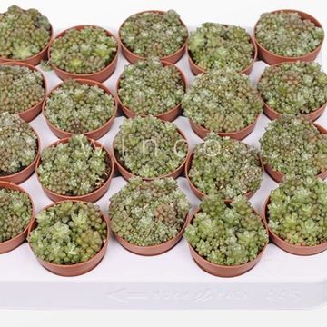 Anacampseros tomentosa