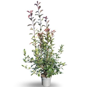 Photinia x fraseri 'Red Robin'