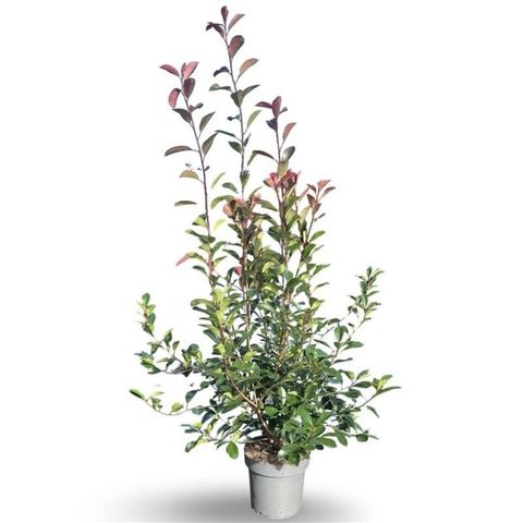 Photinia x fraseri 'Red Robin'