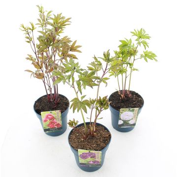 Paeonia LACTIFLORA MIX