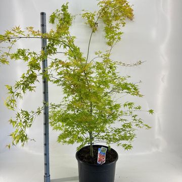 Acer palmatum 'Katsura'