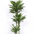 Dracaena fragrans 'Golden Coast'