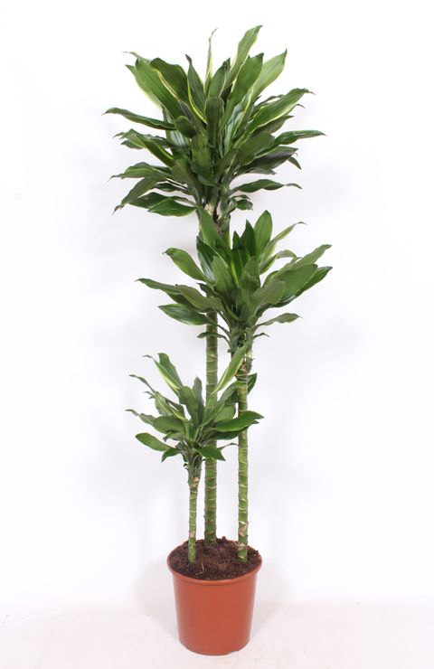 Dracaena fragrans 'Golden Coast'