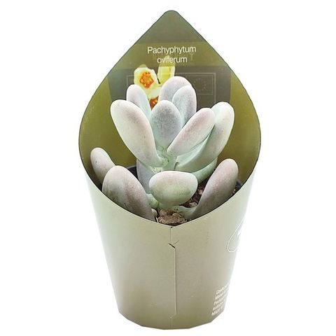 Pachyphytum oviferum