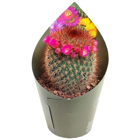 Mammillaria spinosissima rubrispina