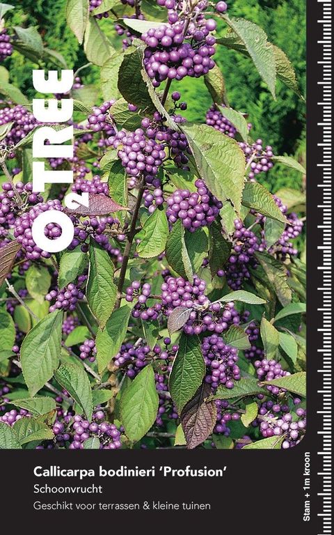Callicarpa bodinieri 'Profusion'