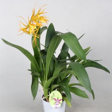 Brassia Orange Delight