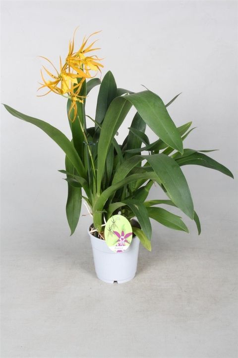 Brassia Orange Delight