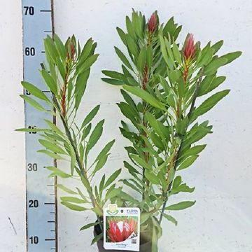 Protea cynaroides 'Mini King'