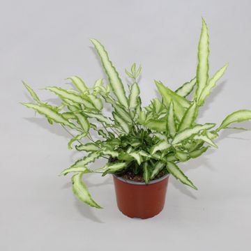 Pteris cretica 'Albolineata'