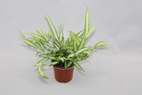 Pteris cretica 'Albolineata'