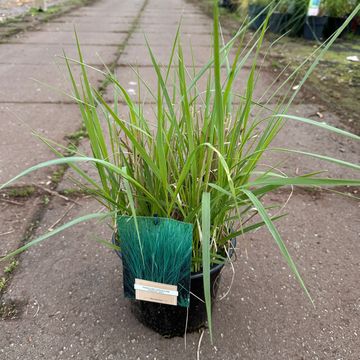 Panicum virgatum 'Prairie Sky'