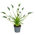 Alocasia 'Tiny Dancer'