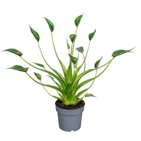 Alocasia 'Tiny Dancer'