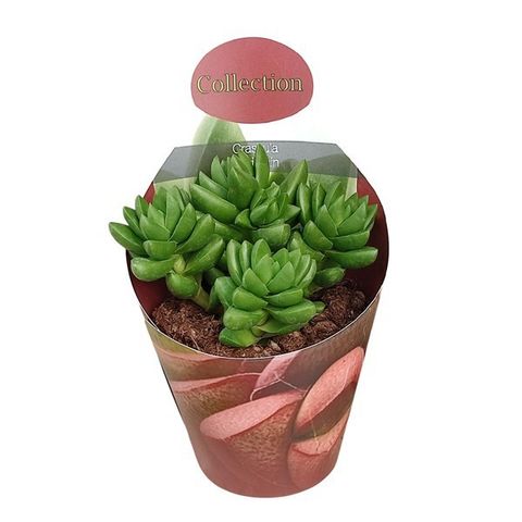 Crassula 'Benjamin'