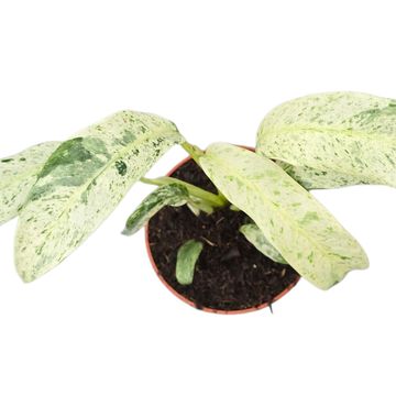 Rhaphidophora foraminifera 'Variegata'