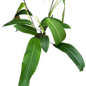 Філодендрон heterocraspedon