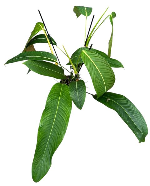 Filodendron heterocraspedon