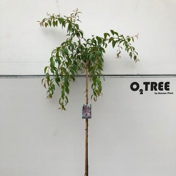 Prunus 'Kiku-shidare-zakura'