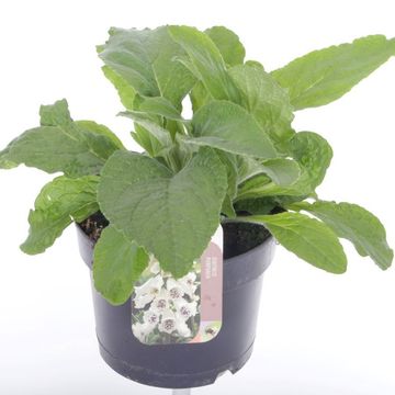 Digitalis purpurea 'Hanabee White'