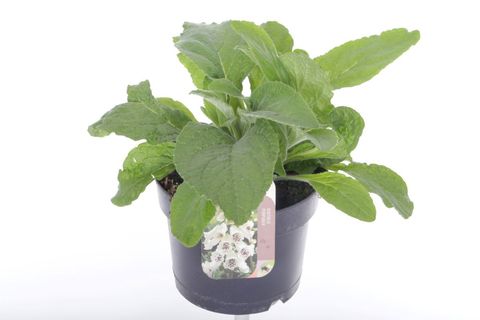 Digitalis purpurea 'Hanabee White'