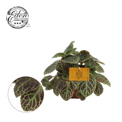 Episcia cupreata