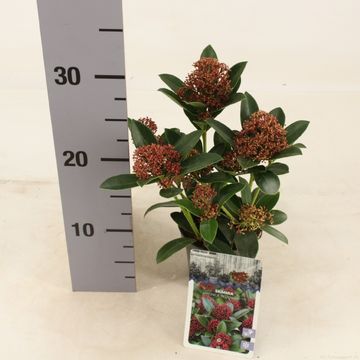 Skimmia japonica PINK DWARF
