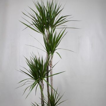 Dracaena marginata