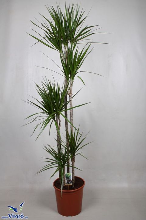 Dracaena marginata