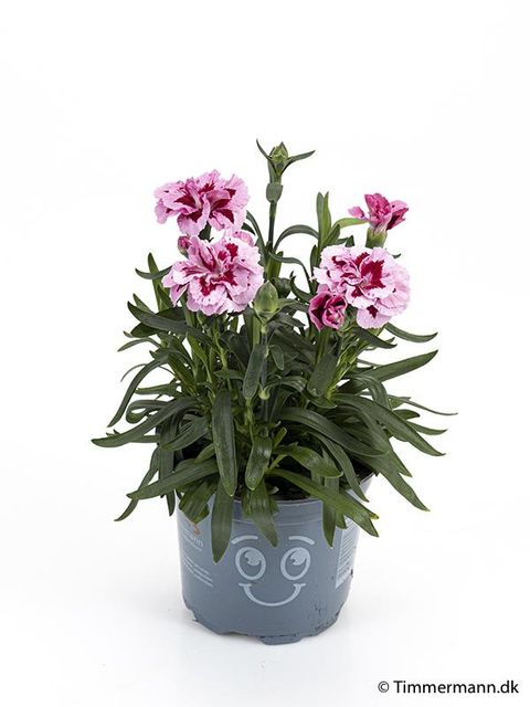 Dianthus OSCAR PINK AND PURPLE