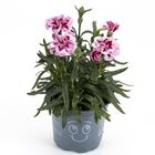 Dianthus OSCAR PINK AND PURPLE