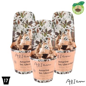 Nerine 'Like a Virgin'