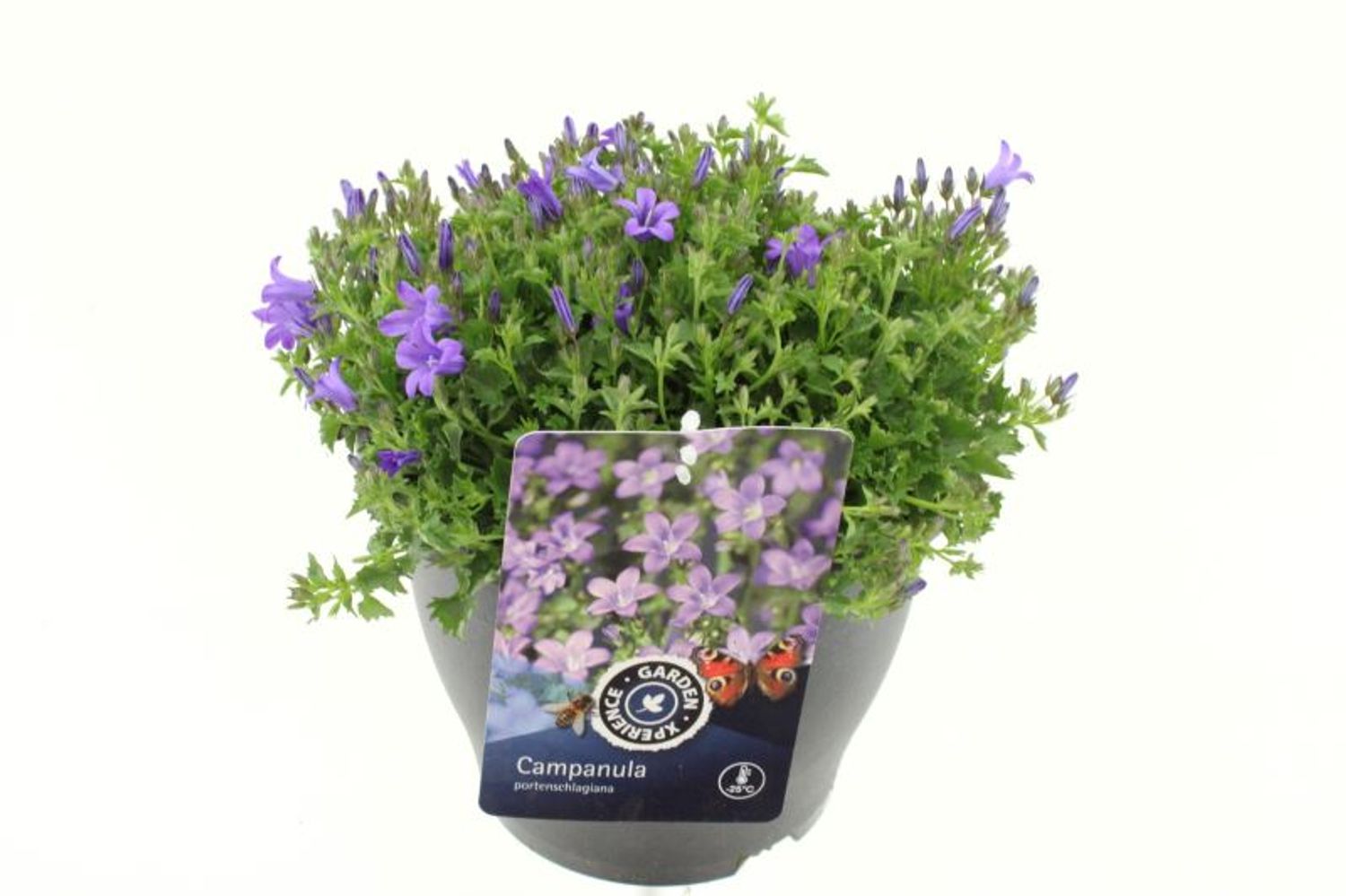 Campanula portenschlagiana 'Clockwise' — Plant Wholesale FlorAccess